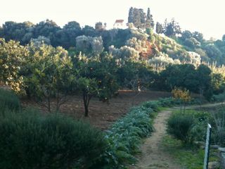 10agrigento Kolymbetra Garden 3 ill